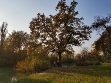     Çocuklar gölün kıyısındaki ağacın altında