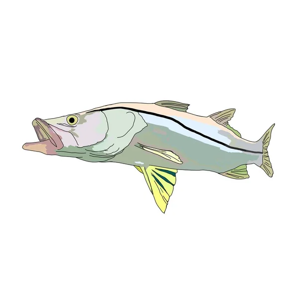 Full Colored Snook Fish Robalo — Stock Vector