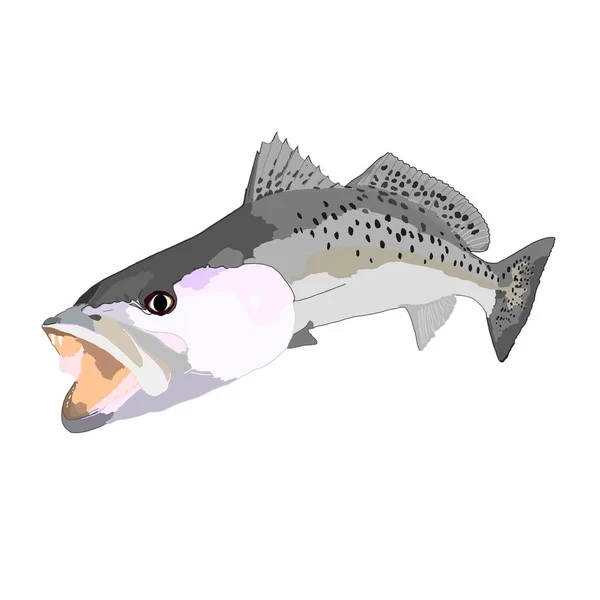 Speckled マスストックベクター ロイヤリティフリーspeckled マスイラスト Depositphotos