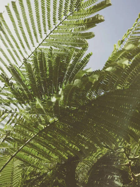 Latar belakang alam yang indah. Close-up dari ranting pohon tropis dengan daun dan langit. Warna gaya matt yang kuno dan memudar dalam foto berwarna dengan ruang fotokopi. Ideal untuk digunakan dalam desain vertikal, wallpaper — Stok Foto