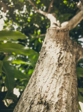 Güzel doğal arka plan. Ağaç gövdesi ağaç kabuğu ve dallarının yakın görüntüsü. Renkli fotoğrafta eski ve soluk Matt tarzı renkler. Dikey tasarım ve duvar kağıdı için ideal