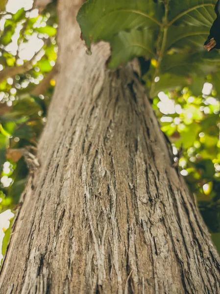 Hermoso fondo natural. Vista inferior de cerca de la corteza y ramas del tronco del árbol. Color vintage y mate descolorido en la foto teñida. Ideal para su uso en el diseño vertical, papel pintado — Foto de Stock