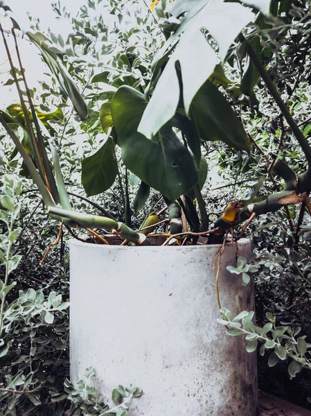 Indah tanaman tropis latar belakang di kafe. Gaya hitam. Cerita format vertikal. Salin ruang ideal untuk digunakan dalam desain atau wallpaper — Stok Foto