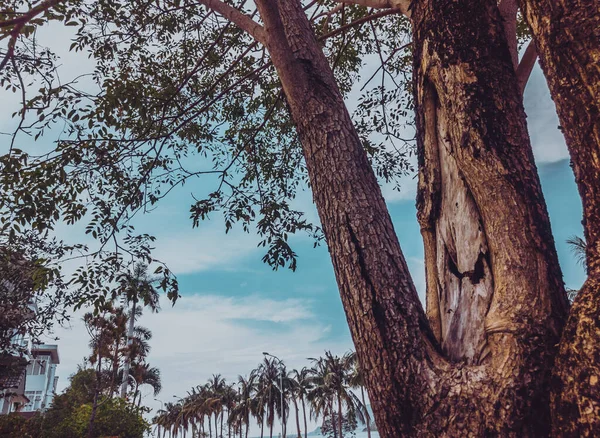 Tutup gambar dari kulit pohon dari batang pohon terhadap latar belakang lanskap laut dan telapak tangan — Stok Foto