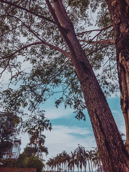 Foto dekat kulit kayu dari batang pohon dengan latar belakang lanskap laut dan telapak tangan. Format vertikal cerita — Stok Foto