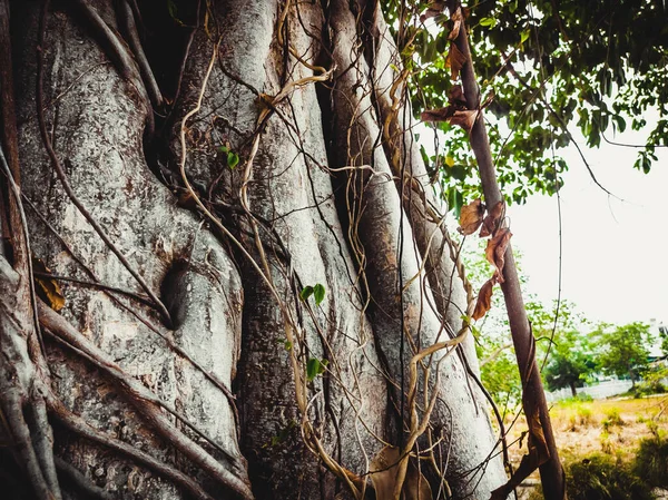 Tutup gambar dari kulit pohon dari batang pohon terhadap latar belakang lanskap laut dan telapak tangan — Stok Foto