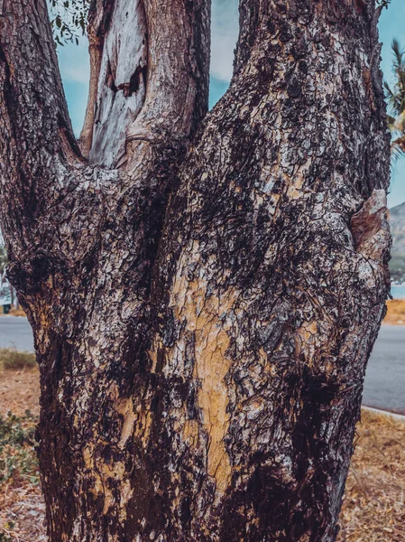 Primer plano de la corteza del tronco del árbol sobre el fondo del paisaje marino y las palmeras. Historias formato vertical — Foto de Stock