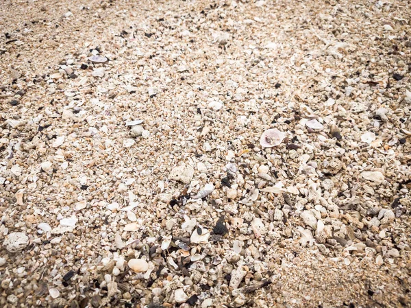 Крупним планом текстури піску з тонкими зернами і морськими мушлями. Анотація, шпалери. Питання, рослина. Тло тла — стокове фото