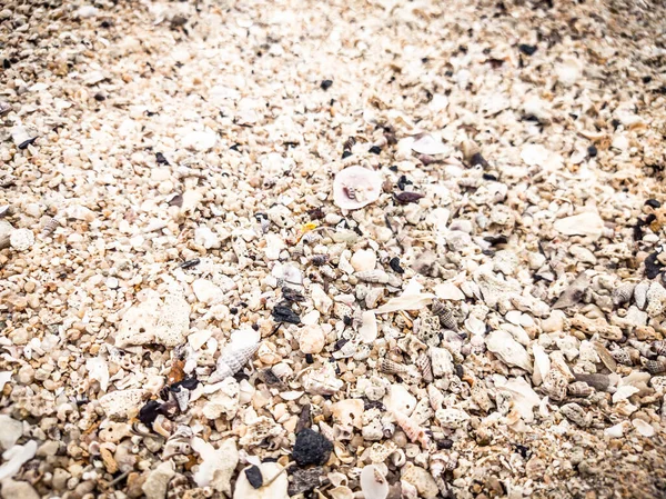 Closeup Sand Texture Background with Fine Grains and Sea Shells. Abstract, wallpaper. Matter, plant. Backdrop — Stock Photo, Image