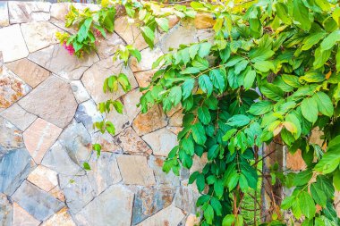 Sağ tarafında bir sürü yeşil yaprak dalı olan kahverengi kumlu taş duvarın güzel arka planı. Tasarım veya duvar kağıdı için ideal