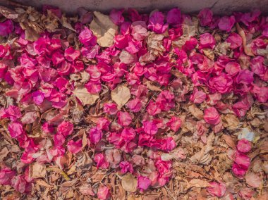 Kurumuş pembe ve açık kahverengi halı.