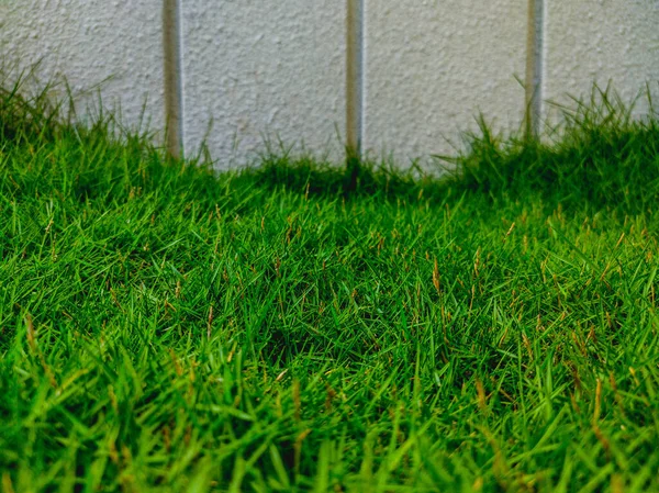 Background of bright green grass and white fence — Stock Photo, Image