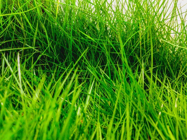 明亮的绿草和白色篱笆的背景 — 图库照片
