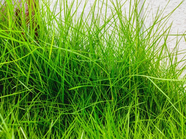 Hintergrund von hellgrünem Gras und weißem Zaun — Stockfoto