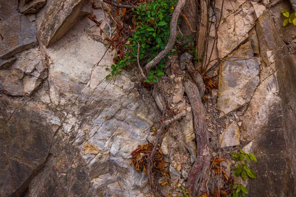 Gros plan de falaises sombres et minces avec des racines et des feuilles de plantes. Pierre grise texture rocheuse des montagnes. Concept de géologie et d'alpinisme — Photo