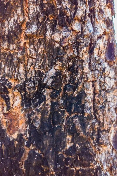 Hermosa vista de la textura de corteza de árbol de primer plano — Foto de Stock