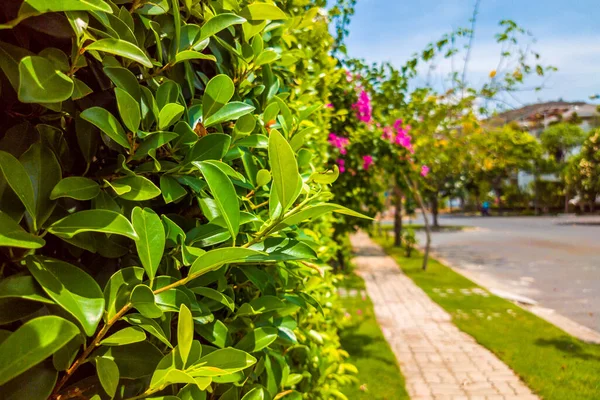 Pemandangan indah trotoar dengan batu paving dekat rumah-rumah modern di desa yang nyaman di cuaca cerah dengan langit biru jernih. Pohon tropis, bunga dan daun hijau dinding alam luar — Stok Foto