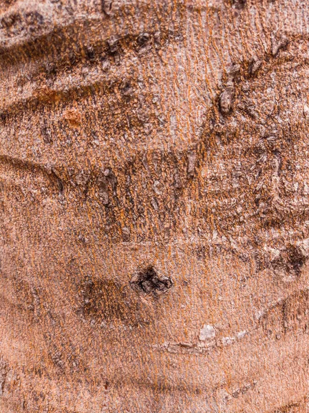 Hermosa vista de la textura de corteza de árbol de primer plano —  Fotos de Stock