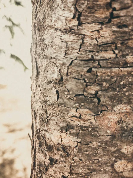 Hermosa vista de la textura de corteza de árbol gris-marrón de primer plano. Historias en formato vertical. Ideal para su uso en el diseño, papel pintado y fondo — Foto de Stock
