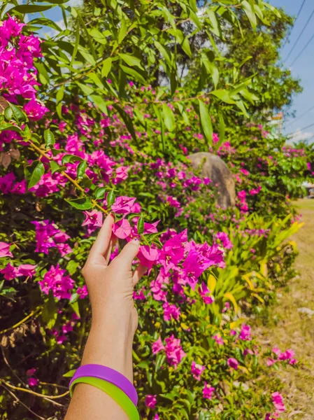 Tropis merah muda eksotis Bunga Bougainvillea di tangan gadis-gadis Dengan gelang puple di latar langit biru dan daun hijau. Warna gaya matt vintage dan memudar dalam foto berwarna dengan ruang penyalinan — Stok Foto