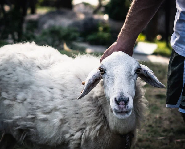 フロントビューの男の手を閉じる耳にオレンジのファームタグで深刻な羊の羊の頭を撫でる。緑の自然背景。動物の世話、農業、接触動物園の概念 — ストック写真