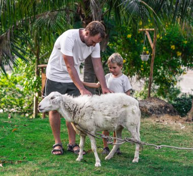 Baba oğul, yeşil arka planlı bir hayvanat bahçesinde iple bağlanmış beyaz koyunları okşuyor. Babamla birlikte zaman tatili. Konsept hayvan bakımı, sığır yetiştirme, çiftçilik. Çocuklar hayvanları sever.