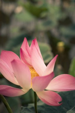 Güzel, taze, egzotik nilüfer çiçeğini koyu yeşil yaprakların üzerinde sarı pudinglerle kapat. Güzel sanatlar, asgari konsept doğa arka plan, duvar kağıdı tasarımı için idealdir. Renkli fotoğraf pembe