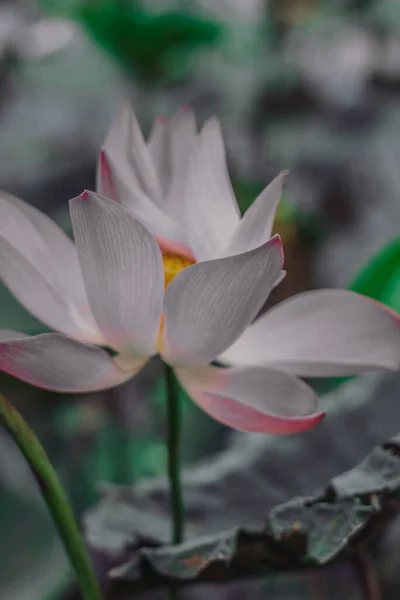 Close up beautiful big fresh exotic lotus water lily flower with yellow stamens on dark green leaves. Fine art minimal concept nature background ideal for wallpaper design. Toned photo purple