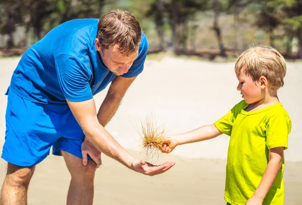 Ayah anak berjalan di pantai laut matahari dekat taman hutan, mempelajari bagian dari tanaman di atas pasir. Masa kecil yang bahagia. Pendidikan anak alami keluarga, hari ayah, tanggung jawab ayah, pengaruh terhadap pandangan anak — Stok Foto