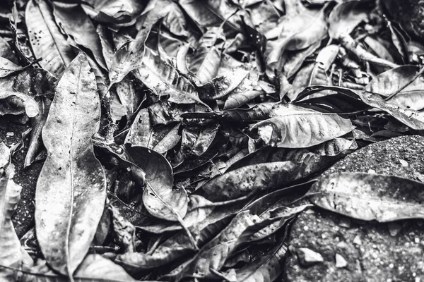 Detalle de cerca de hojas secas caídas del bosque oscuro. Fondo de textura, foto con el estado de ánimo de otoño en tono blanco negro, espacio para el texto, idea para el papel pintado. Profundidad superficial del campo —  Fotos de Stock