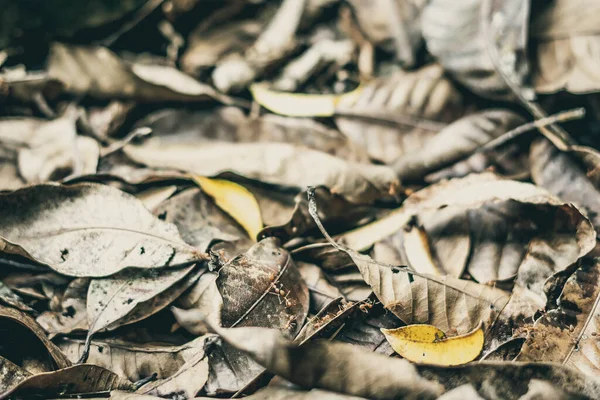 Pendekatan detail dari jatuh kering daun kuning gelap dengan menjalankan hutan merah semut. Latar belakang tekstur, foto dengan suasana hati musim gugur dengan nada coklat, ruang teks, ide untuk wallpaper. Kedalaman field yang dangkal — Stok Foto