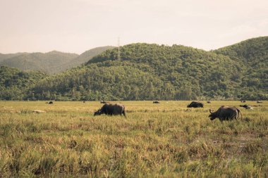 Su Bufalosu ayakta duruyor pirinç otlağı çayır güneşi, ormanlı dağlar, berrak gökyüzü. Manzara, doğanın güzelliği hayvanların yaz sonu sonlarında sonbahar günü konsepti.