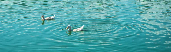 Conceito de tempo calmo. Beleza tranquila BANNER verão sol paisagem paisagem, dois patos brancos casal nadando no lago de água azul verde. Vista superior ambiente natural animal. Papel de parede design — Fotografia de Stock