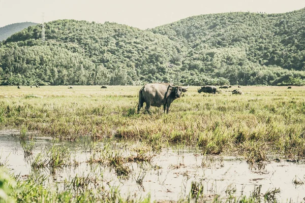 Water Buffalo Standing graze rice grass field meadow sun, forested mountains background, clear sky. Landscape scenery, beauty of nature animals concept late summer early autumn day — Stock Photo, Image