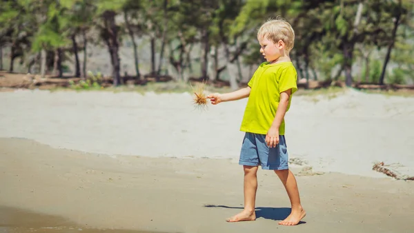 Anak laki-laki pirang lucu hati-hati takut memegang tanaman kering, bermain di pantai pasir hari matahari. Ekspresi wajah memberi isyarat nakal. Foto lucu, perawatan keselamatan anak, perilaku anak-anak, konsep pendidikan alam — Stok Foto