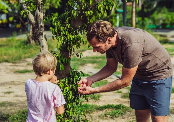 Father son walk in summer park, daddy look show touch tree leaves bark, explain science in playing. Happy Home natural child education, fathers day, dad responsibilities, influence on boy worldview — Stock Photo, Image