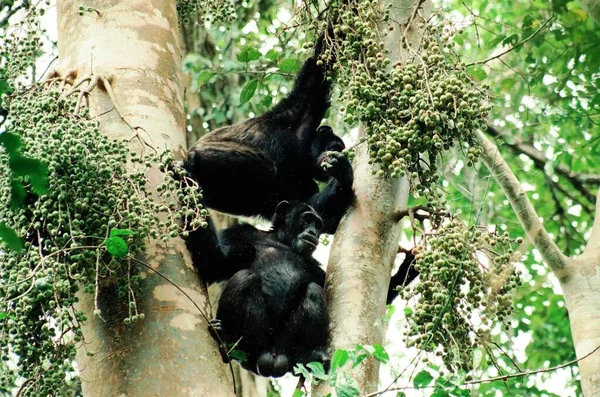Chimpancés Uganda Selva Tropical —  Fotos de Stock