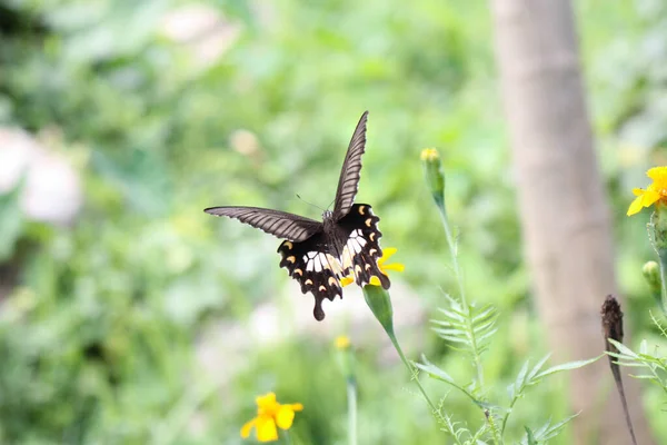 Photo Papillon Qui Représente Force Détermination — Photo