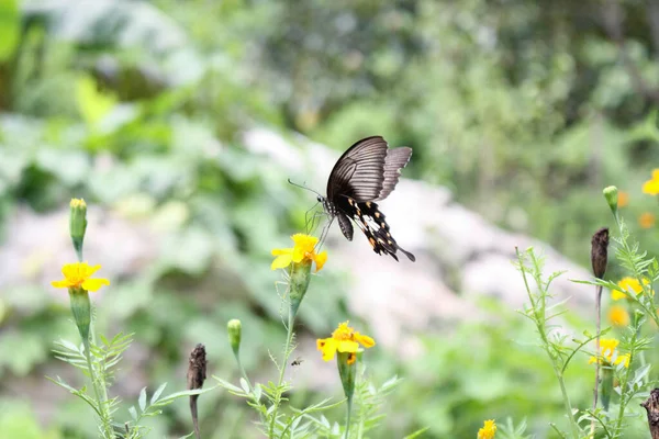 Photo Papillon Qui Représente Force Détermination — Photo