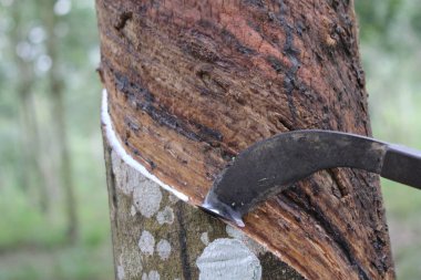 Lastik plantasyonu ve teçhizat görüntülerinin nasıl tıkırdatılacağını