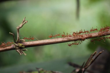 Kırmızı karıncalar uyumlu, iletişim kuruyor, birbirlerine yuva yapmalarında yardım ediyorlar.