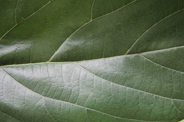 yeşil yaprak dokusu, doğa arkaplanı