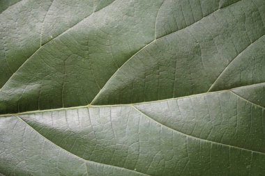 yeşil yaprak dokusu, doğa arkaplanı