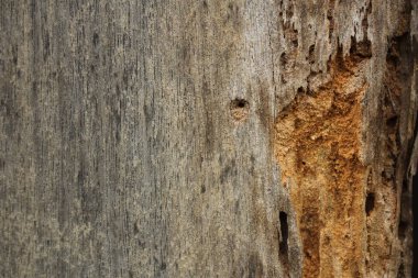 Böcek güvesi tarafından tahrip edilen eski ahşap çirkin temizlik.