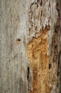 Böcek güvesi tarafından tahrip edilen eski ahşap çirkin temizlik.