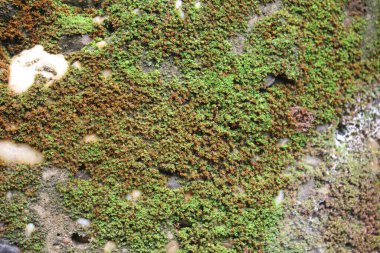 Taş yeşili arkaplan resimlerinde yosun