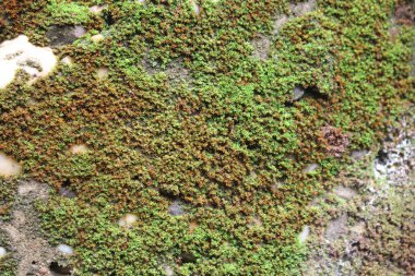 Taş yeşili arkaplan resimlerinde yosun