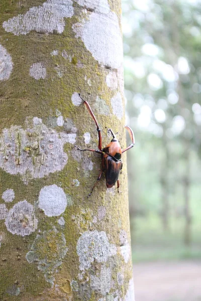 Los Weevils Penetran Brotes Bambú Para Capturar Árboles Caucho — Foto de Stock