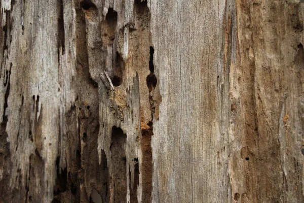 Alte Holzvernichtung Durch Insektenmotte Termiten Hässlich Reinigen — Stockfoto