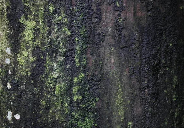Moss Las Imágenes Fondo Verde Piedra —  Fotos de Stock